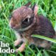 Lady Rescues A Newborn Rabbit And Raises Her Until She's Ready To Be Wild | The Dodo Wild Hearts