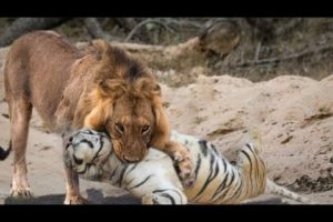 Leão e Tigre travam uma Batalha impressionante! (lion vs tiger Fight) animal battle