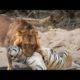 Leão e Tigre travam uma Batalha impressionante! (lion vs tiger Fight) animal battle