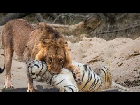 Leão e Tigre travam uma Batalha impressionante! (lion vs tiger Fight) animal battle