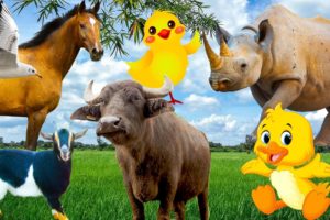 Learn about familiar animals: chicken, buffalo, goat, rhinoceros, seahorse, seagull
