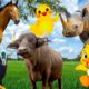 Learn about familiar animals: chicken, buffalo, goat, rhinoceros, seahorse, seagull