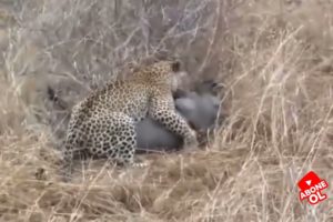 Leopar vs Aslan en tehlikeli hayvan kavgaları Leopard vs Lion most dangerous animal fights #news,