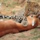 Leopard Attack and Eat Impala - Animal Fighting | ATP Earth