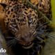 Leopardo descubre el único escape de este pozo | El Dodo