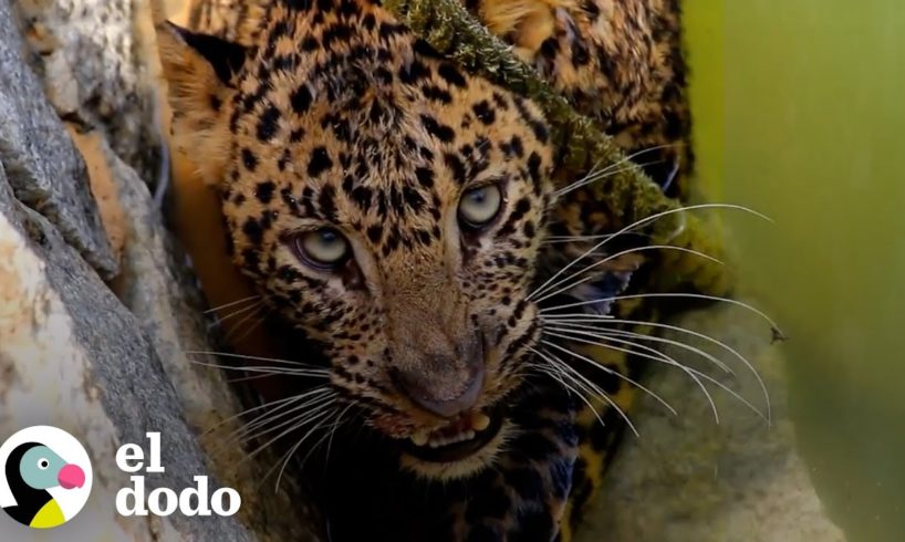 Leopardo descubre el único escape de este pozo | El Dodo