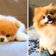 Let's See What These Adorable Puppies Are Doing😍😘 | Cute Puppies