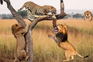 Lion And Leopard Fighting For Food On The Tree - Wild Animals Hunting