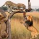Lion And Leopard Fighting For Food On The Tree - Wild Animals Hunting