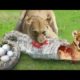 Lion Vs Big Snake battle fights Animal wild life jungle