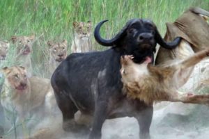 Lion vs buffalo ll Lion All animal fights ll discovery channel in hindi ll Discovery channel ll wild