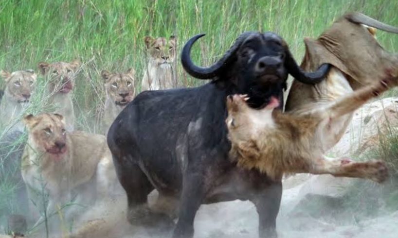 Lion vs buffalo ll Lion All animal fights ll discovery channel in hindi ll Discovery channel ll wild