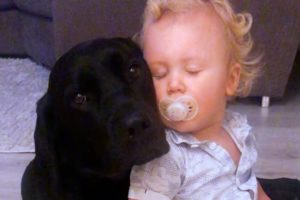 Little Boy Can't Go To Bed Without Hugging His Favorite Dog | The Dodo