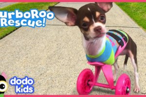 Little Dog With No Front Legs Gets The Tiniest Set of Wheels | Animal Videos For Kids | Dodo Kids