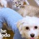 Little Pup Who’s Nervous Around Other Dogs Instantly Falls In Love With New Kitten | The Dodo