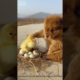 Lovely Animals | Cute Puppies | Cute Small Dogs | Cutest Puppy in the world  - 06 #Shorts