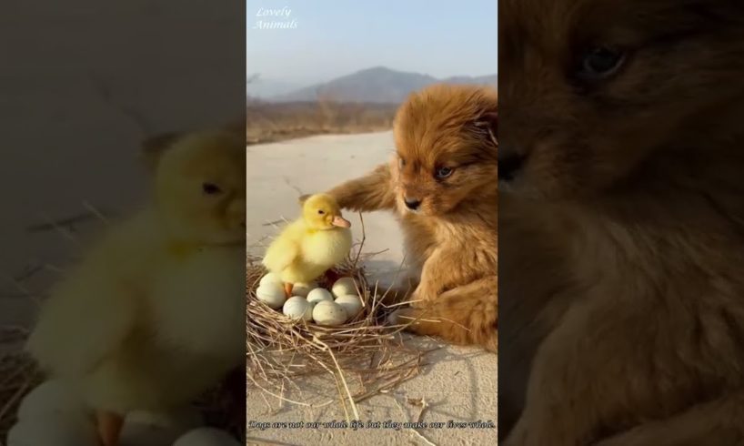 Lovely Animals | Cute Puppies | Cute Small Dogs | Cutest Puppy in the world  - 06 #Shorts