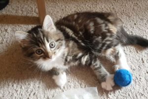 MIA - THE CUTEST KITTEN IN THE WORLD (Selective Mutism Awareness)