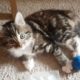 MIA - THE CUTEST KITTEN IN THE WORLD (Selective Mutism Awareness)