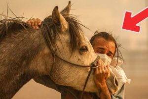 Mama Horse Rescued From California Fires Breaks From Handlers To Save Her Foal