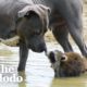 Mama Pittie Teaches Rescued Baby Raccoon How To Survive In The Wild | The Dodo