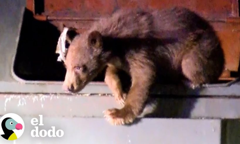 Mamá oso intenta rescatar a su bebé atrapado en el contenedor de basura | El Dodo