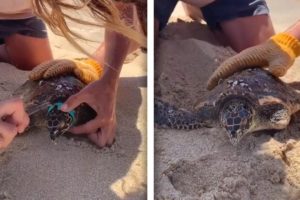 Man Rescues Sea Turtle Stuck In PLASTIC LOOP (ANIMAL RESCUE)