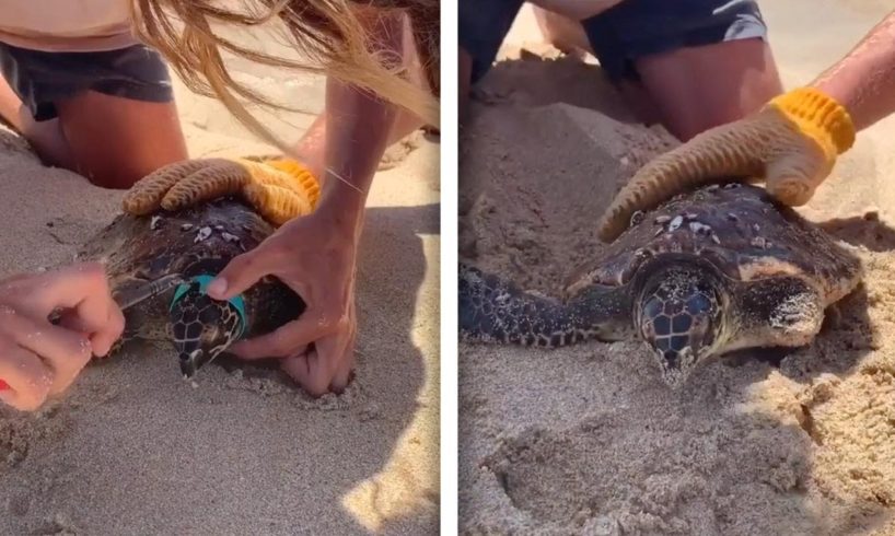 Man Rescues Sea Turtle Stuck In PLASTIC LOOP (ANIMAL RESCUE)