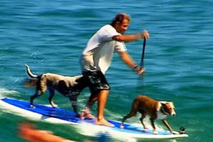 Man Surfs Waves With His Dogs | Pet Parents IRL