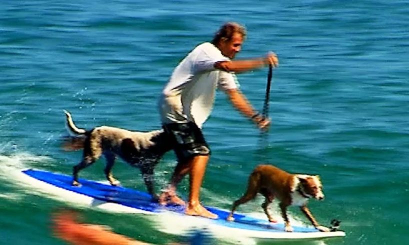 Man Surfs Waves With His Dogs | Pet Parents IRL