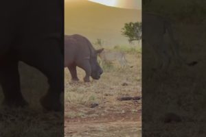 Messing With Wrong Opponent || Animal Fights by @Captured on Camera KE || Lioness Defeated.