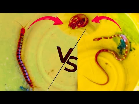 Milli pede v/s wolf snake||wild animal fights