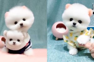 Mini Pomeranian 😍🐶 Pomeranian The Cutest Dogs #6