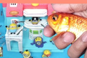 Minions Play with koi fish, guppies, comet fish - Cute Baby Animals - The Animals Cute Around Us