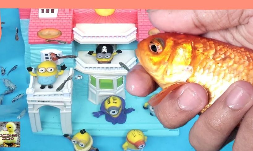 Minions Play with koi fish, guppies, comet fish - Cute Baby Animals - The Animals Cute Around Us