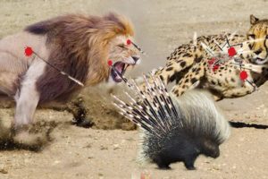 Most Amazing Animal Fights Caught On Camera - Hedgehogs vs Lions,Leopard