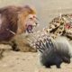 Most Amazing Animal Fights Caught On Camera - Hedgehogs vs Lions,Leopard