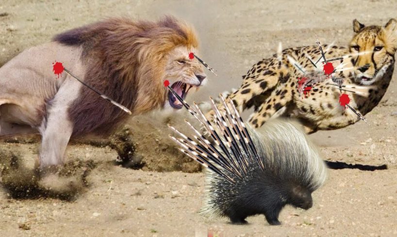 Most Amazing Animal Fights Caught On Camera - Hedgehogs vs Lions,Leopard