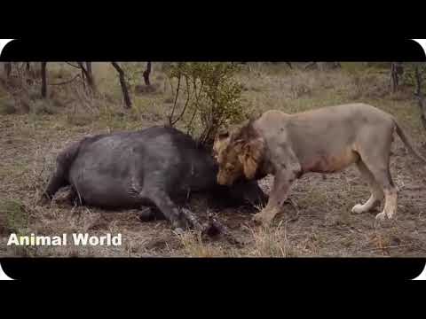 Most Amazing Wild Animal Attacks , Craziest Wild Animal Fights Caught , Lion Attacks Buffalo