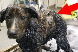 Most Inspiring animal rescue