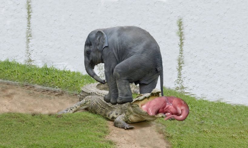 Mother Elephant brave saves baby from Crocodile | Wild animal fights 2022