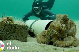 Mujer pasa meses ayudando a un pulpo a proteger sus huevos | El Dodo