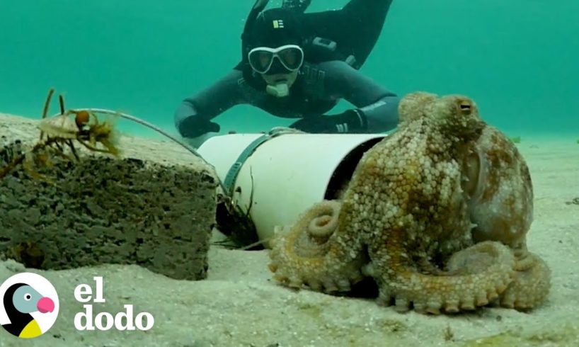 Mujer pasa meses ayudando a un pulpo a proteger sus huevos | El Dodo