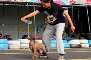 My Puppy First Training  - Cutest Puppy Ever