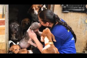 Nearly 150 dogs rescued in Florida