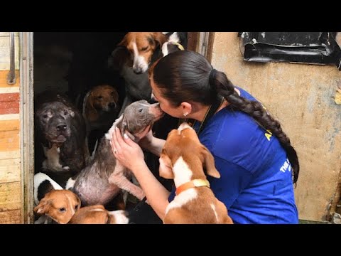 Nearly 150 dogs rescued in Florida