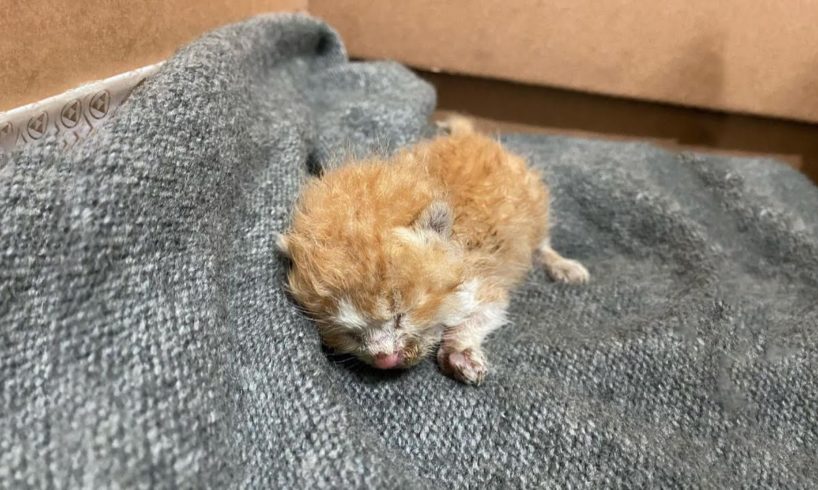 Newborn kitten was abandoned, crying in the tire under the stairs of the building to a Prince Cat!