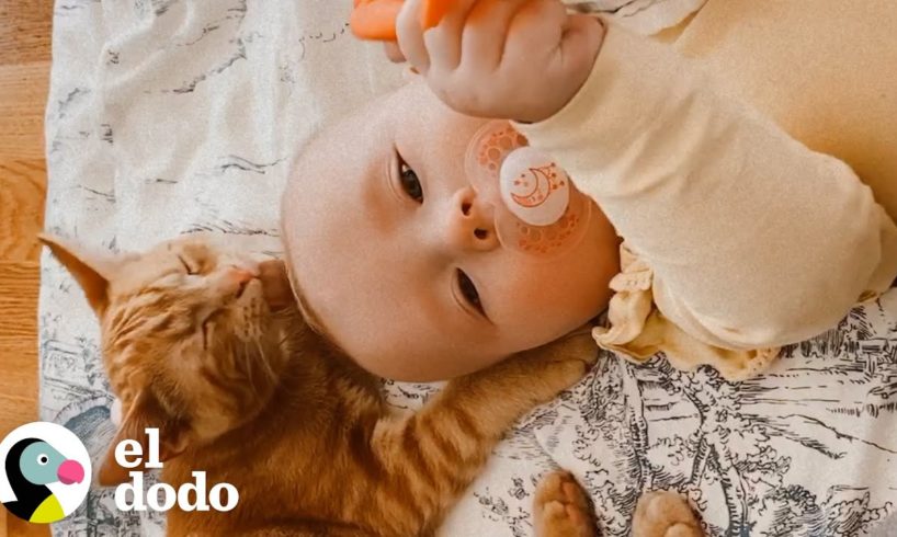 Niña y su gatito hermano son completamente inseparables | Almas Gemelas | El Dodo