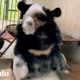 Osito bebé toma su primer baño de burbujas y es adorable | El Dodo