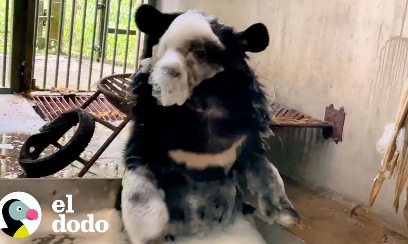 Osito bebé toma su primer baño de burbujas y es adorable | El Dodo